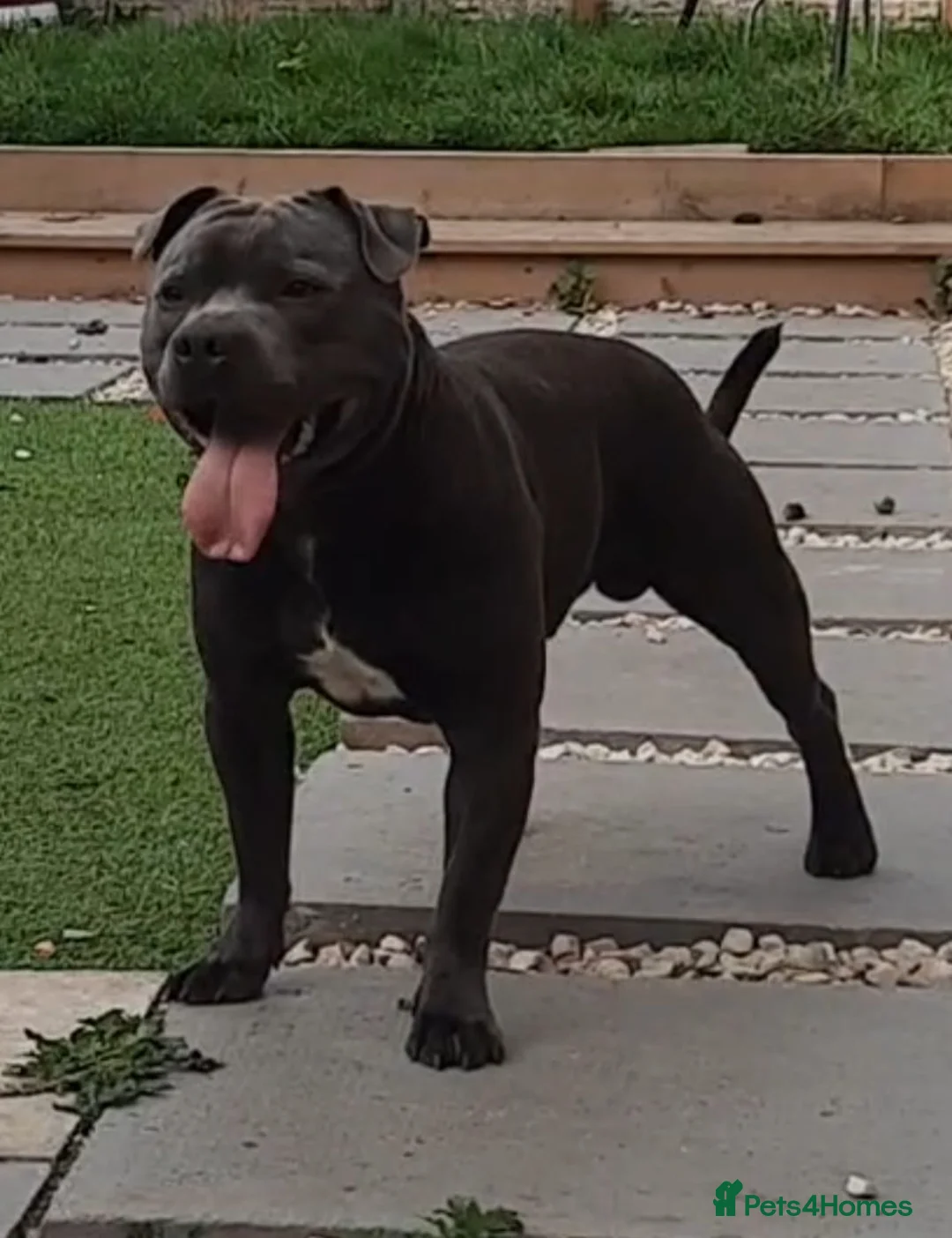 Staffordshire Bull Terrier dogs for stud: KC Registered Blue Staff stud - Advert 2