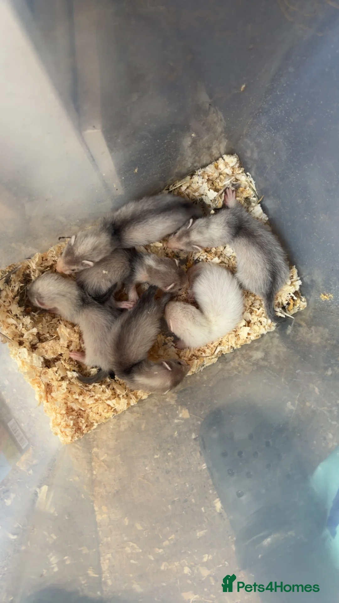Ferret rodents for sale: Silver Jill’s one albino hob  in Middlesbrough - Advert 7