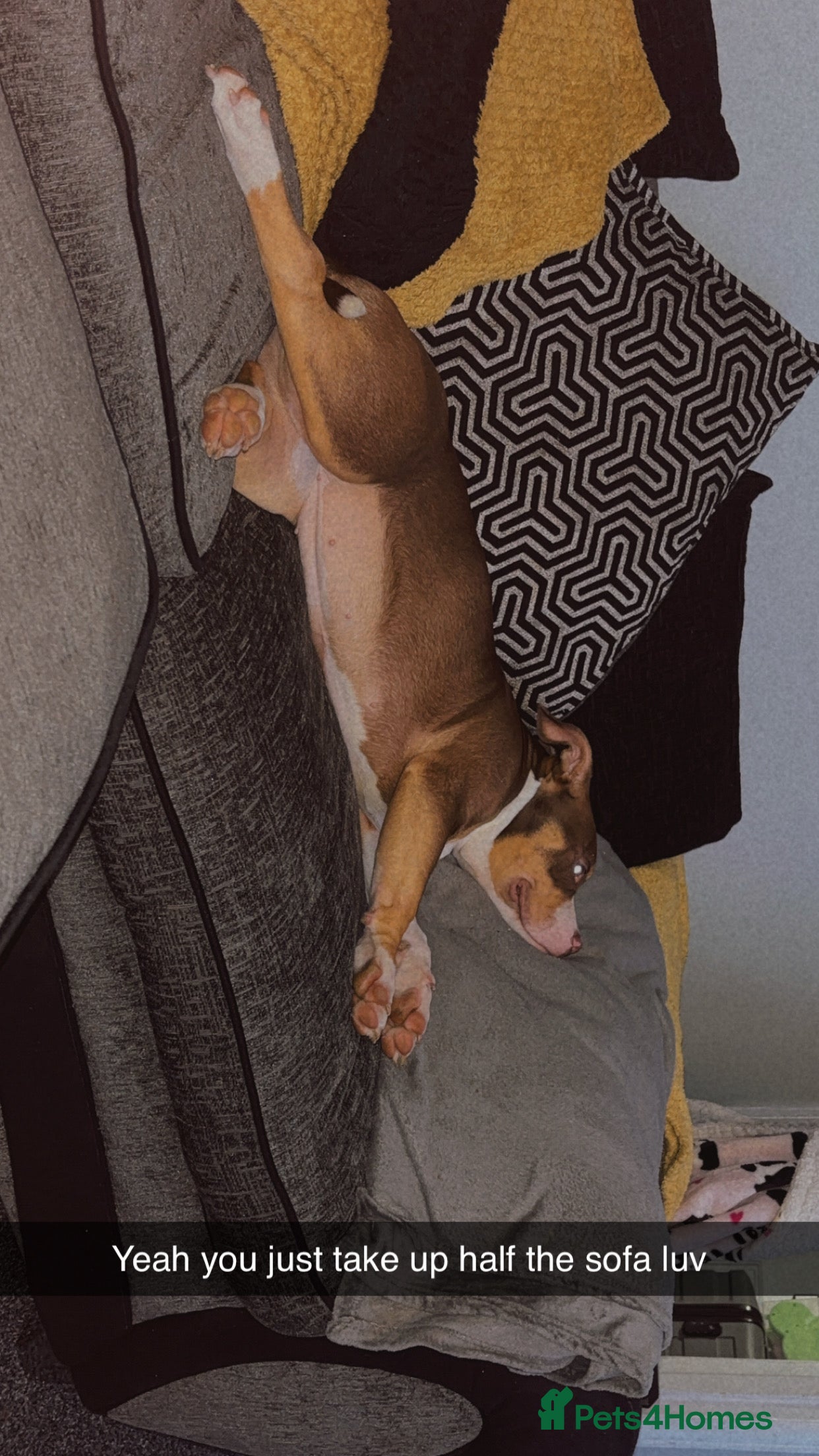 Mixed Breed dogs Bonnie (Staffy + pocket bully)  - Advert 17