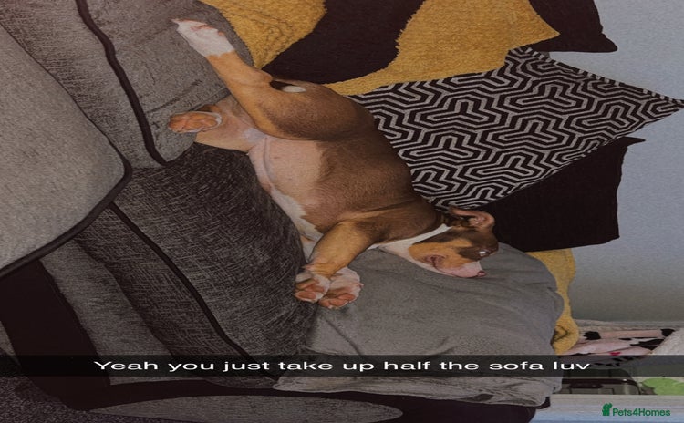 Mixed Breed dogs Bonnie (Staffy + pocket bully)  - Advert 1