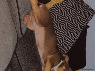 Mixed Breed dogs Bonnie (Staffy + pocket bully) - Advert 4