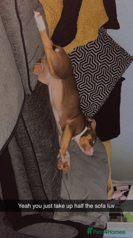 Mixed Breed dogs Bonnie (Staffy + pocket bully) - Advert 1