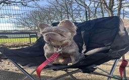 French Bulldog dogs for stud: French bulldog  - Image 1