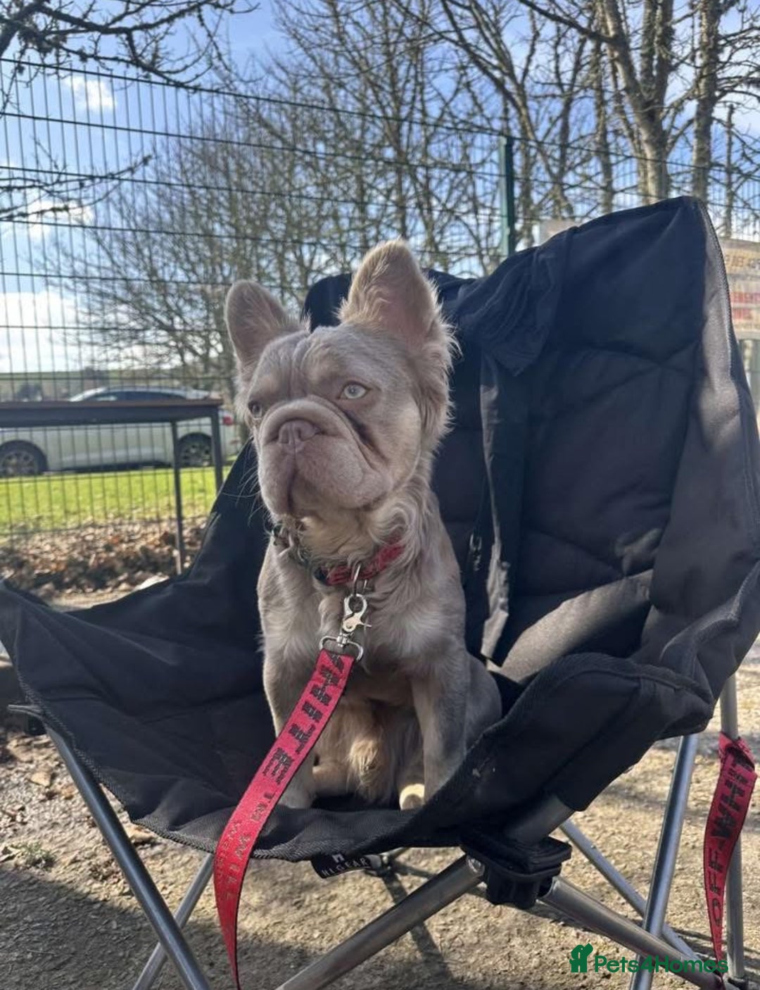 French Bulldog dogs for stud: French bulldog  - Image 1