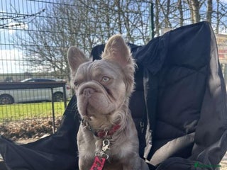 French Bulldog dogs - Advert 4