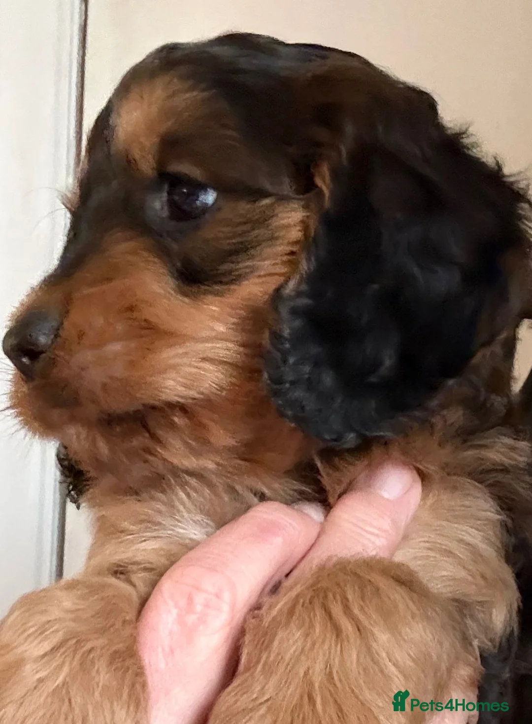 Cockapoo dogs for sale: Beautiful cockapoo puppies  - Advert 15
