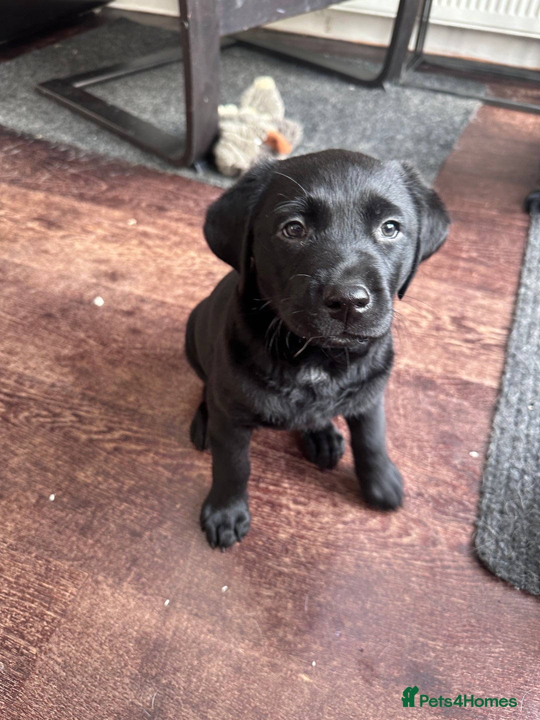 Labrador Retriever dogs for sale: Beautiful Labrador Puppies, Family Raised - Image 11