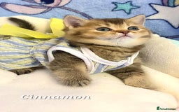 British Shorthair cats for sale: Pure Pedigree British Shorthair  - Image 14
