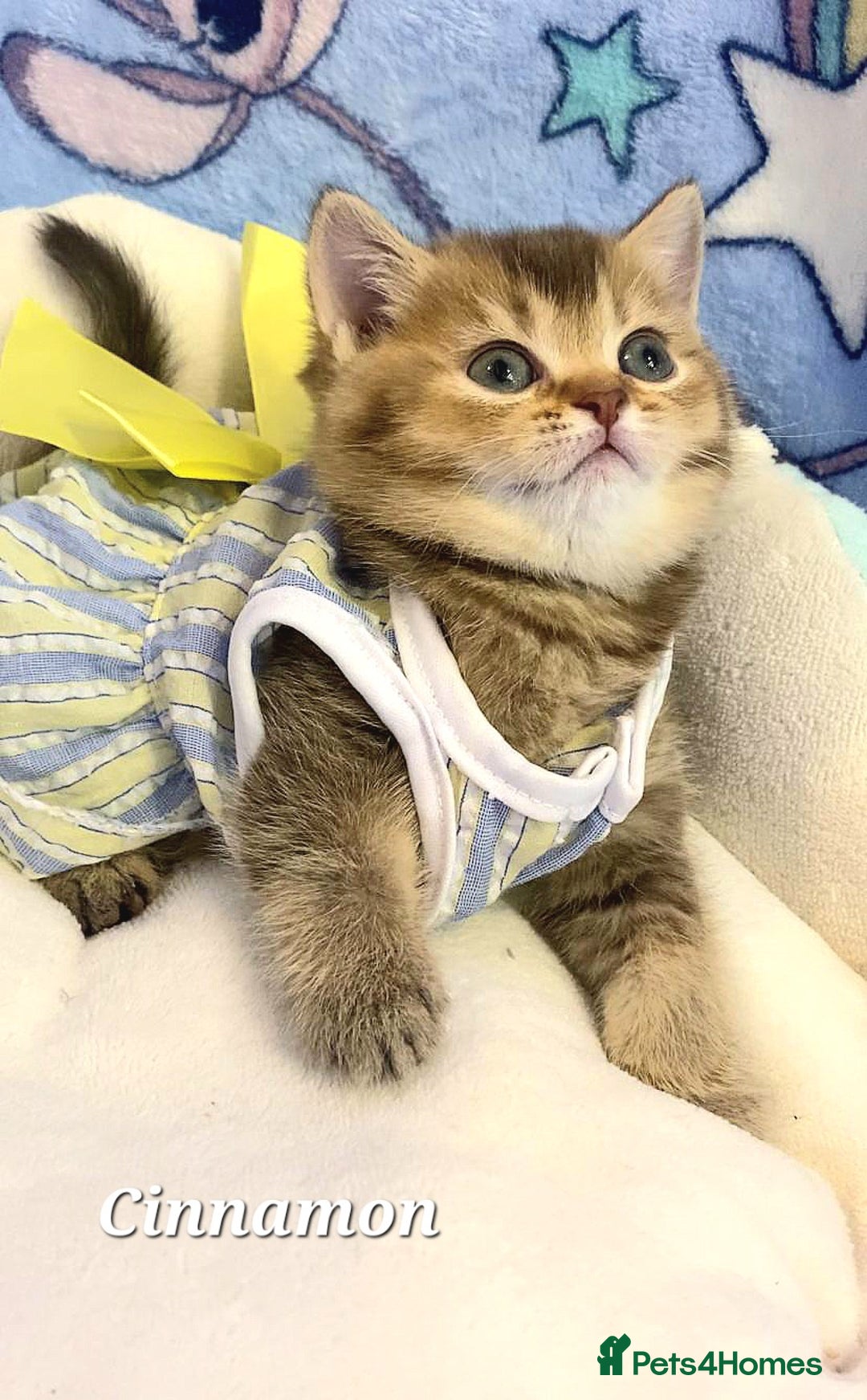 British Shorthair cats for sale: Pure Pedigree British Shorthair  - Image 14