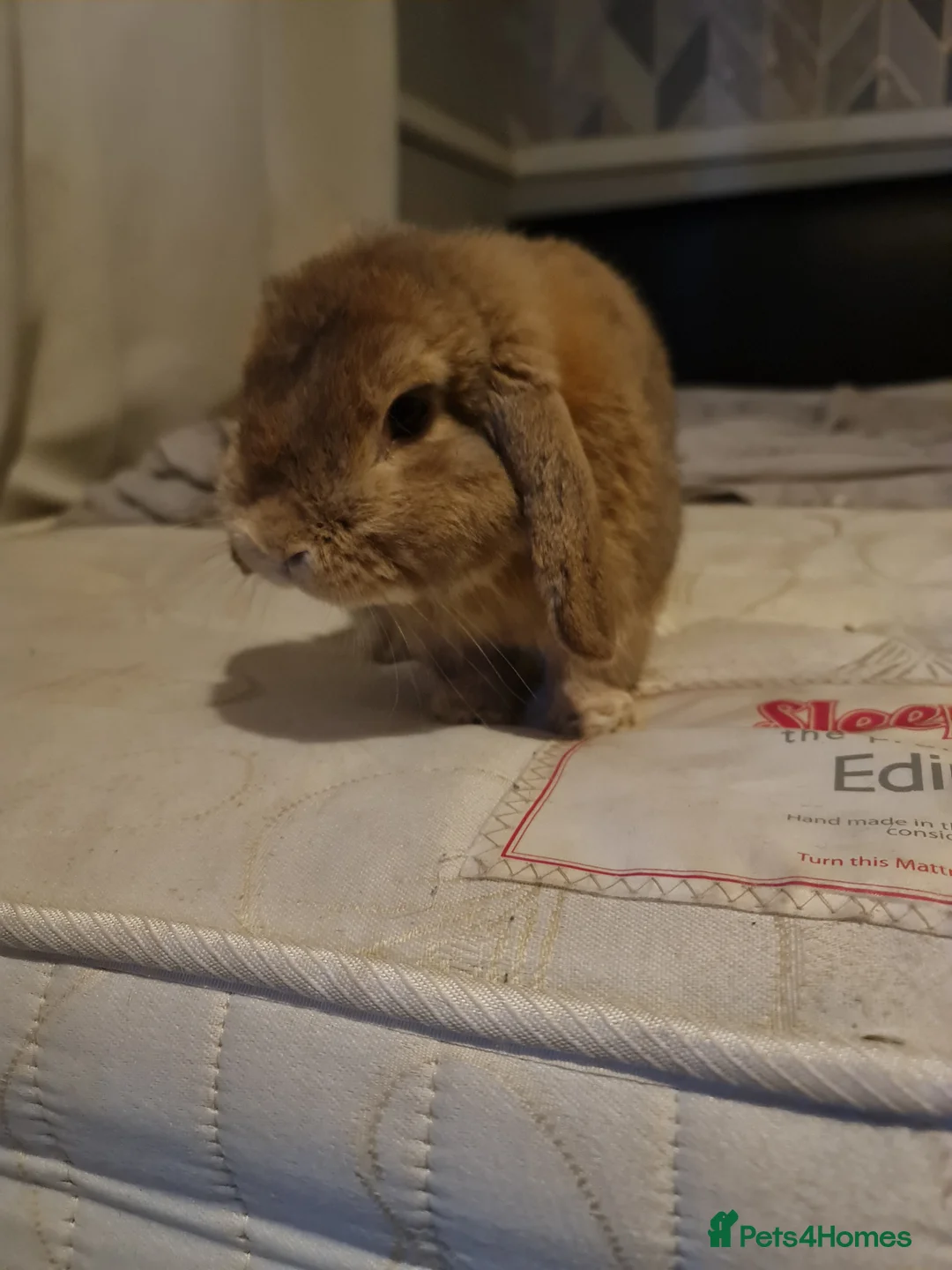Mini Lop rabbits for sale: Very friendly brown boy pure bread mini lop - Advert 4