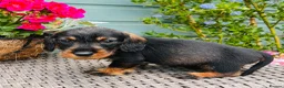 Dachshund dogs for sale: 🐾🌿 KC Registered Teckel Dachshund Litter 🌿🐾 - Advert 12