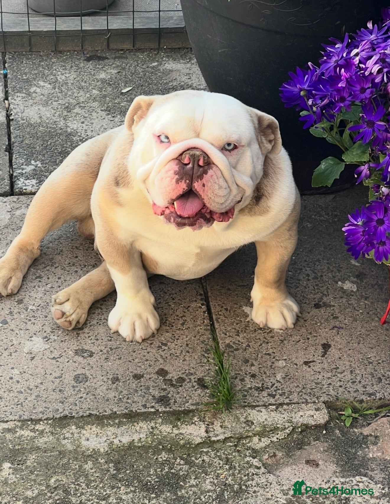 English Bulldog dogs For stud only - Advert 1