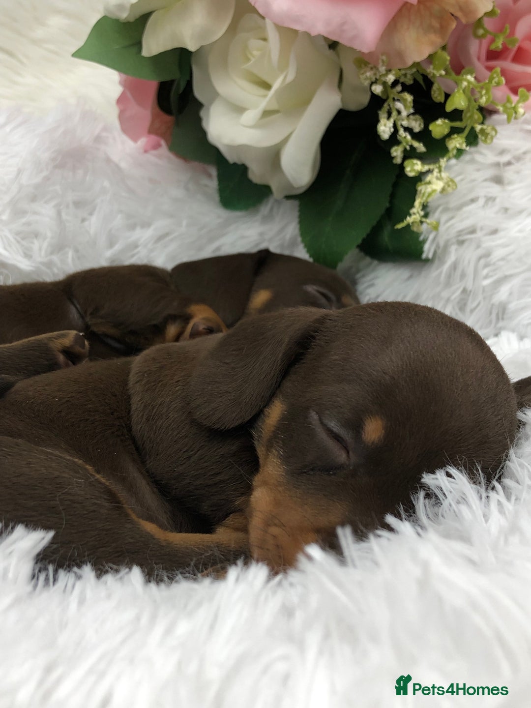 Miniature Dachshund dogs for sale: 🐾𝕊𝕞𝕠𝕠𝕥𝕙 𝕙𝕒𝕚𝕣𝕖𝕕 𝕡𝕦𝕡𝕡𝕚𝕖𝕤🐾 - Image 8