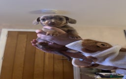 Miniature Dachshund dogs for sale: Miniature Dachshund Puppies - Image 23