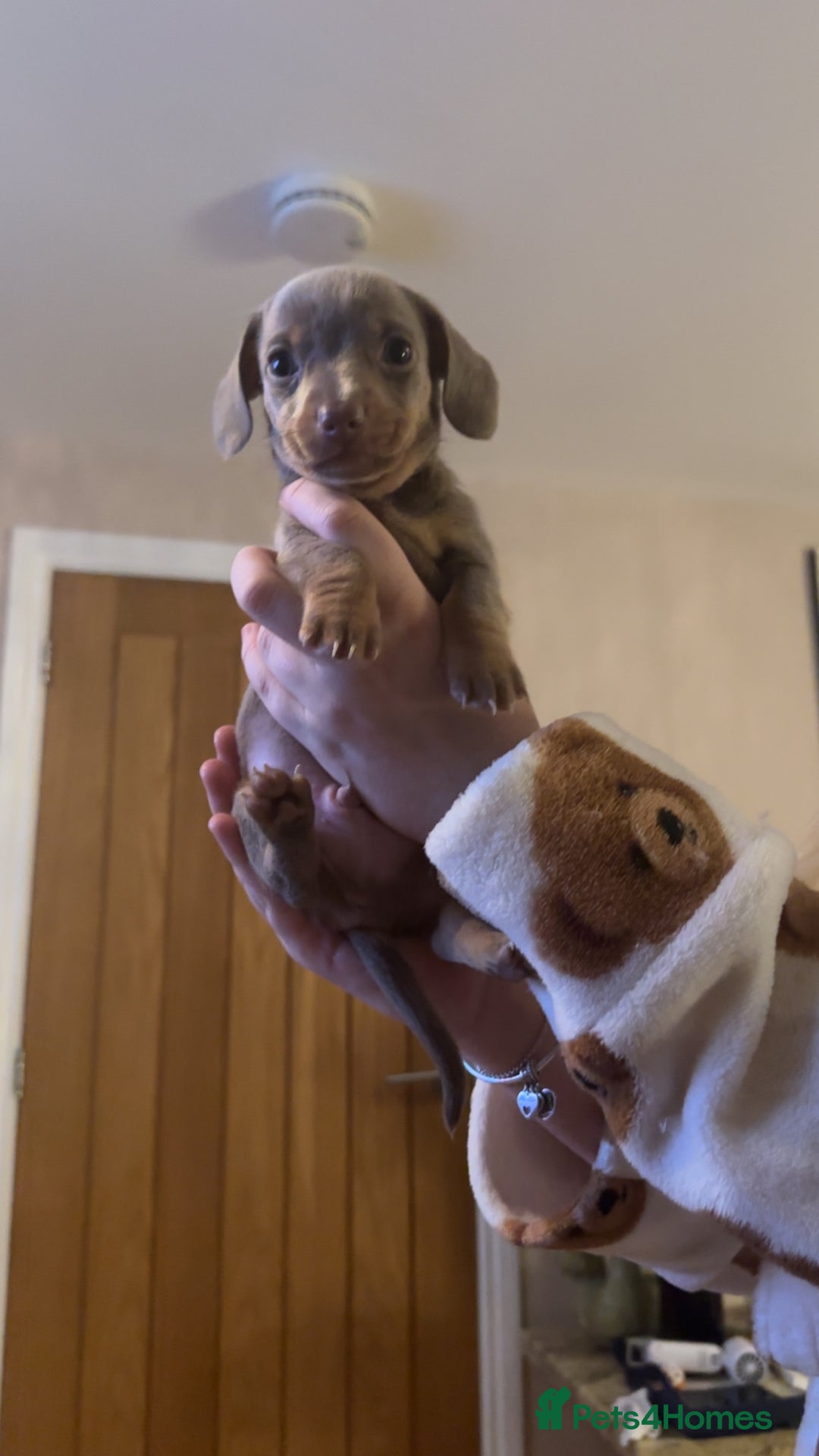 Miniature Dachshund dogs for sale: Miniature Dachshund Puppies - Image 23
