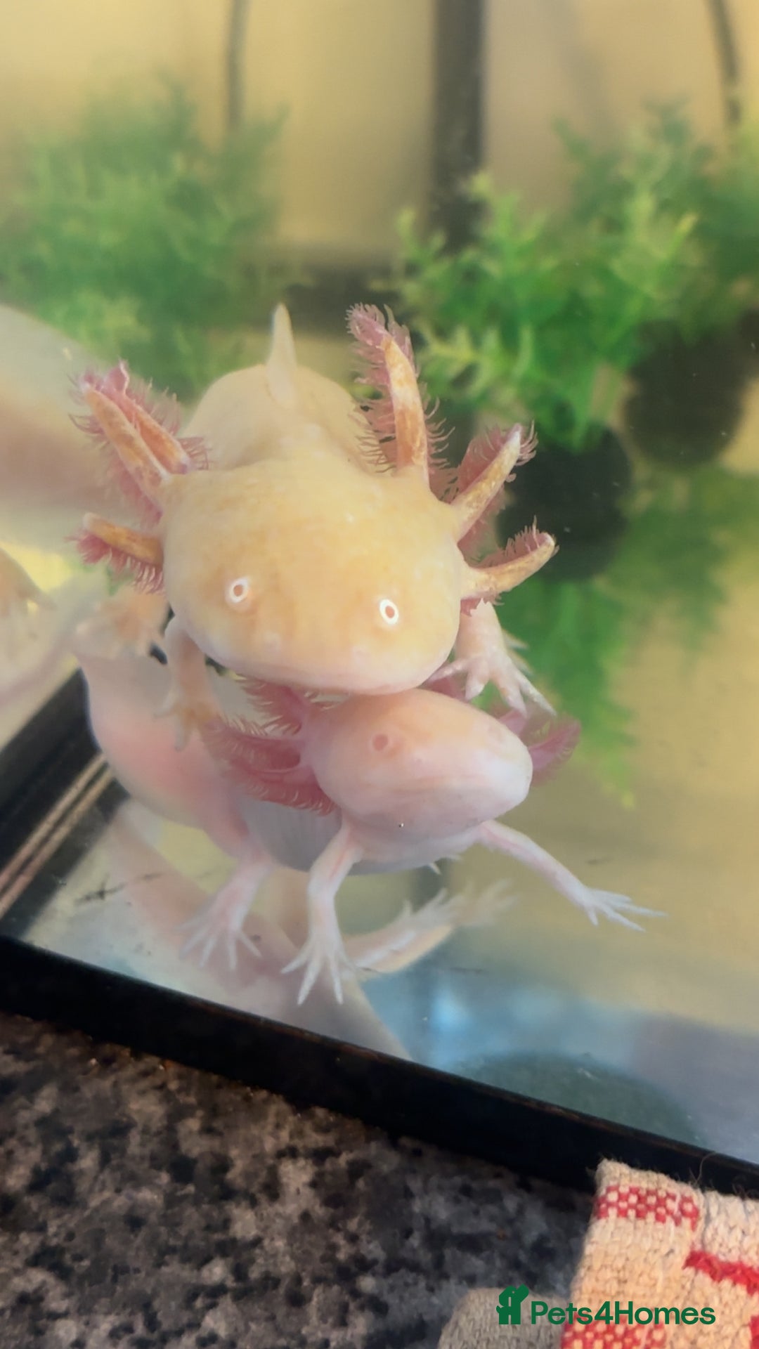 Axolotl reptiles for sale: Axolotl eggs - Advert 1