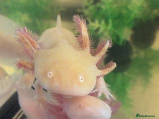 Axolotl reptiles Axolotl eggs - Advert 14