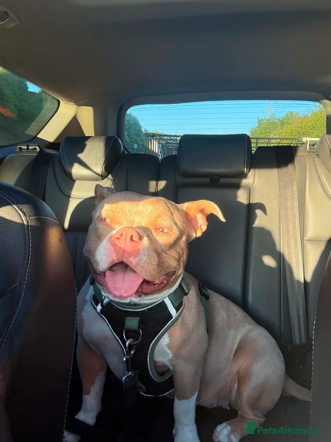 American Bully dogs for sale: American bully for sale in Southampton - Advert 3