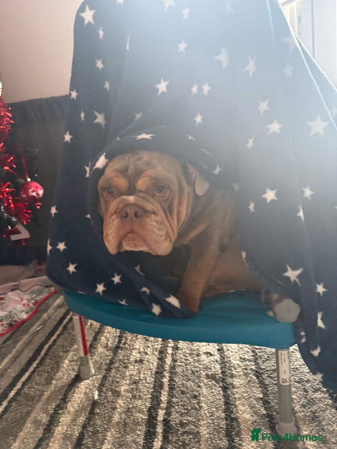 English Bulldog dogs for sale: Bonnie 3 year old British bulldog  - Advert 19