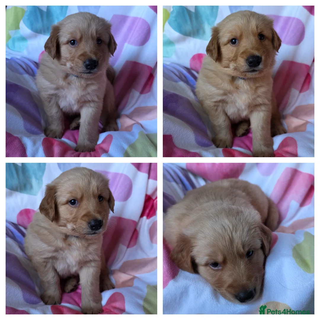 Mixed Breed dogs for sale: Golden shepherds - Advert 8