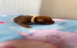 Mixed Breed dogs for sale: Mixed breed puppies  - Image 3