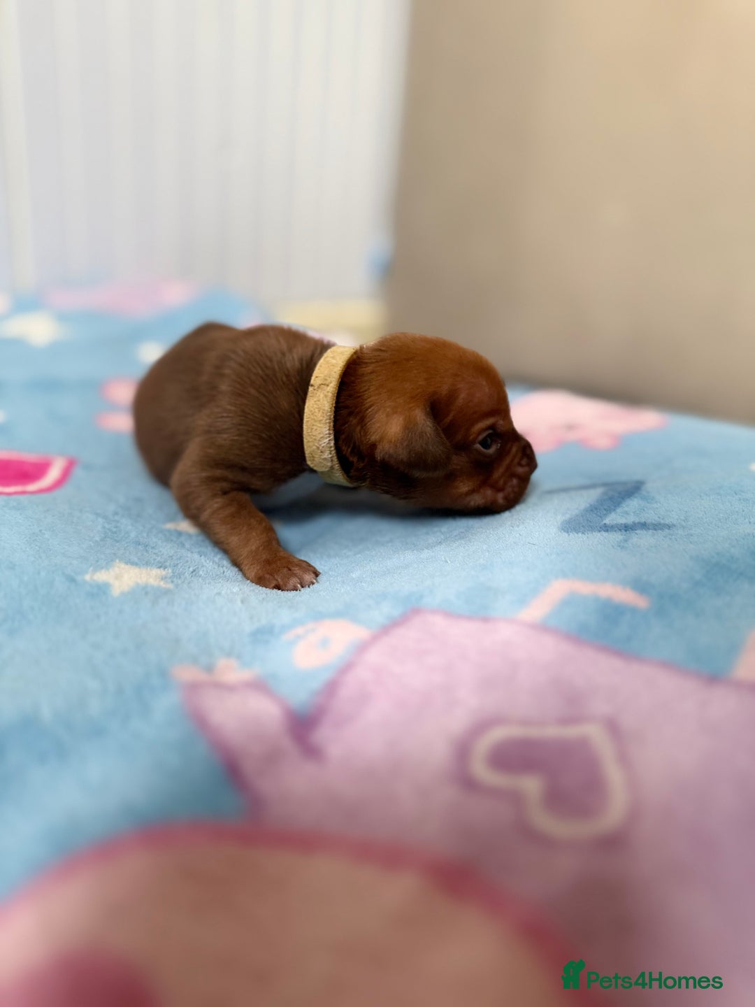 Mixed Breed dogs for sale: Mixed breed puppies  - Image 3