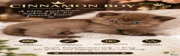 British Shorthair cats for sale: GCCF Champion line kittens - Advert 1