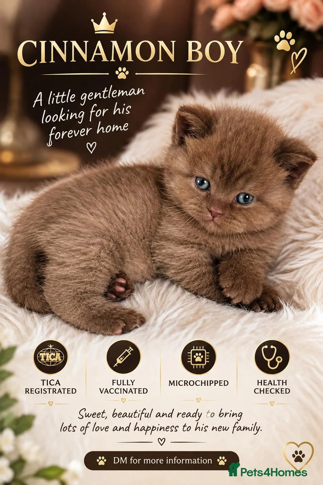 British Shorthair cats for sale: GCCF Champion line kittens - Advert 1
