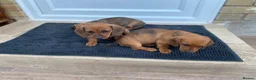 Dachshund dogs for sale: Lovely dachshunds!!! - Advert 22