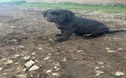 Cane Corso dogs for sale: Cane corso pups - Image 13