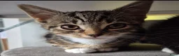 Mixed Breed cats for sale: 3 female kittens - Advert 1