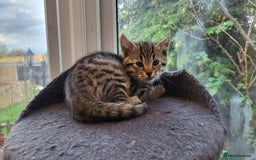 Bengal cats for sale: Bengal cross kittens - Image 4