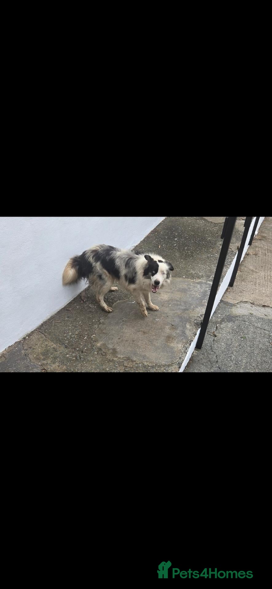 Border Collie dogs Border collie, Gorgeous blue merle - Advert 1