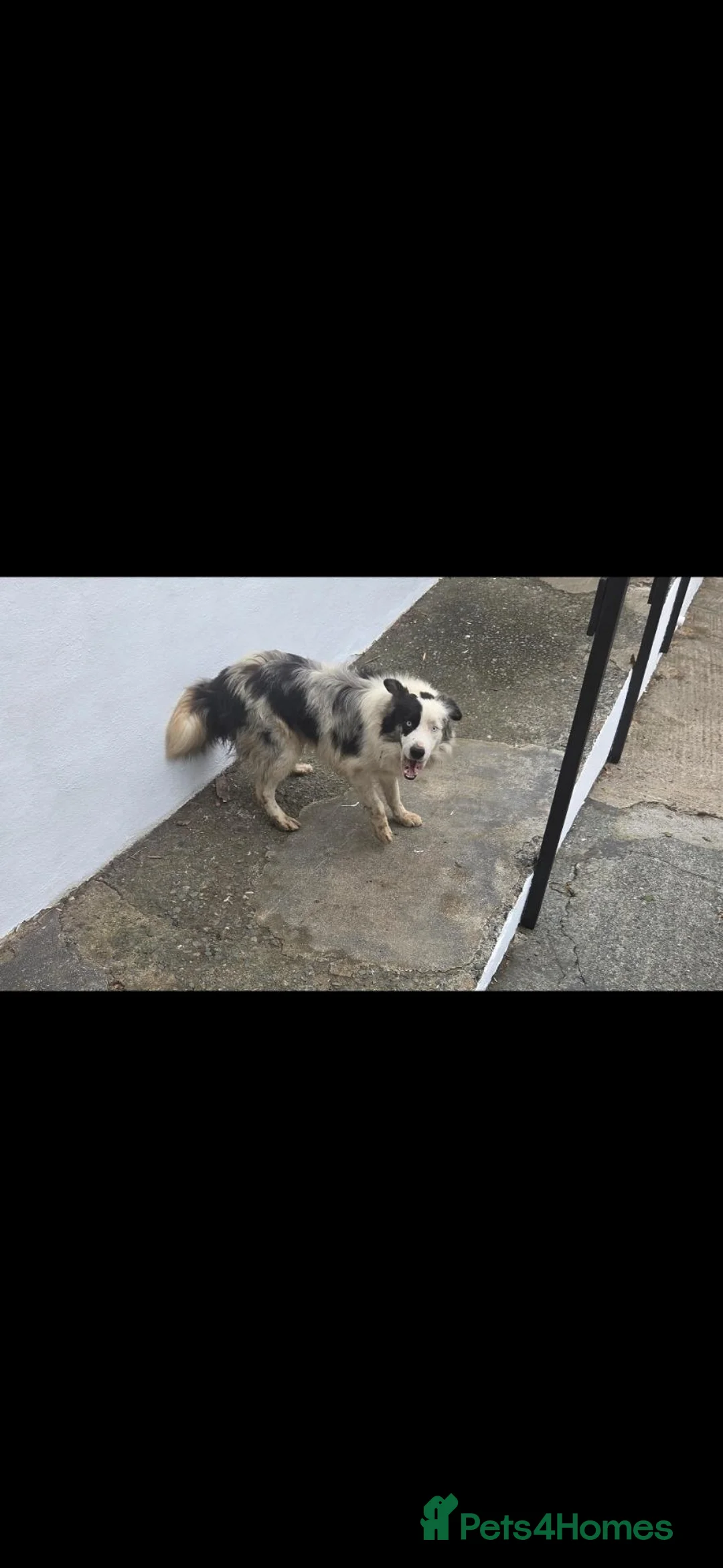 Border Collie dogs for sale: Border collie, Gorgeous blue merle - Advert 1