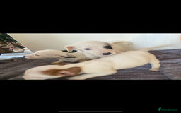 Jack Russell dogs for sale: 3 Jack Russel puppies  - Advert 6