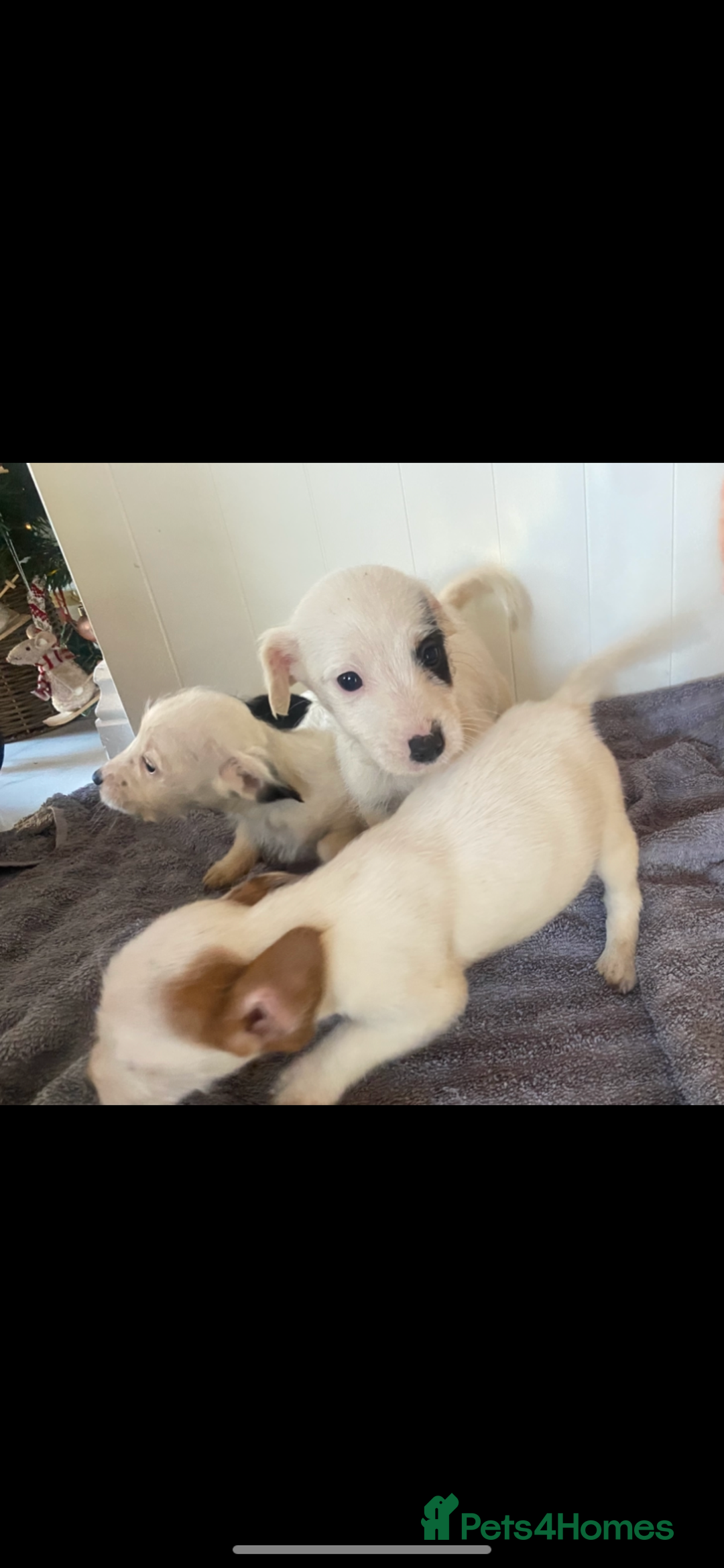 Jack Russell dogs for sale: 3 Jack Russel puppies  - Advert 6