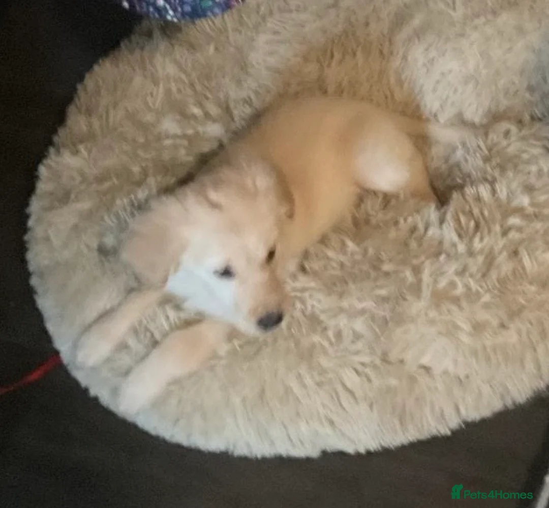 Golden Retriever dogs for sale: 10 week old golden retriever  - Advert 3