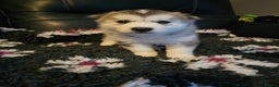 Siberian Husky dogs for sale: 5 beautiful siberian husky fur babies - Advert 5