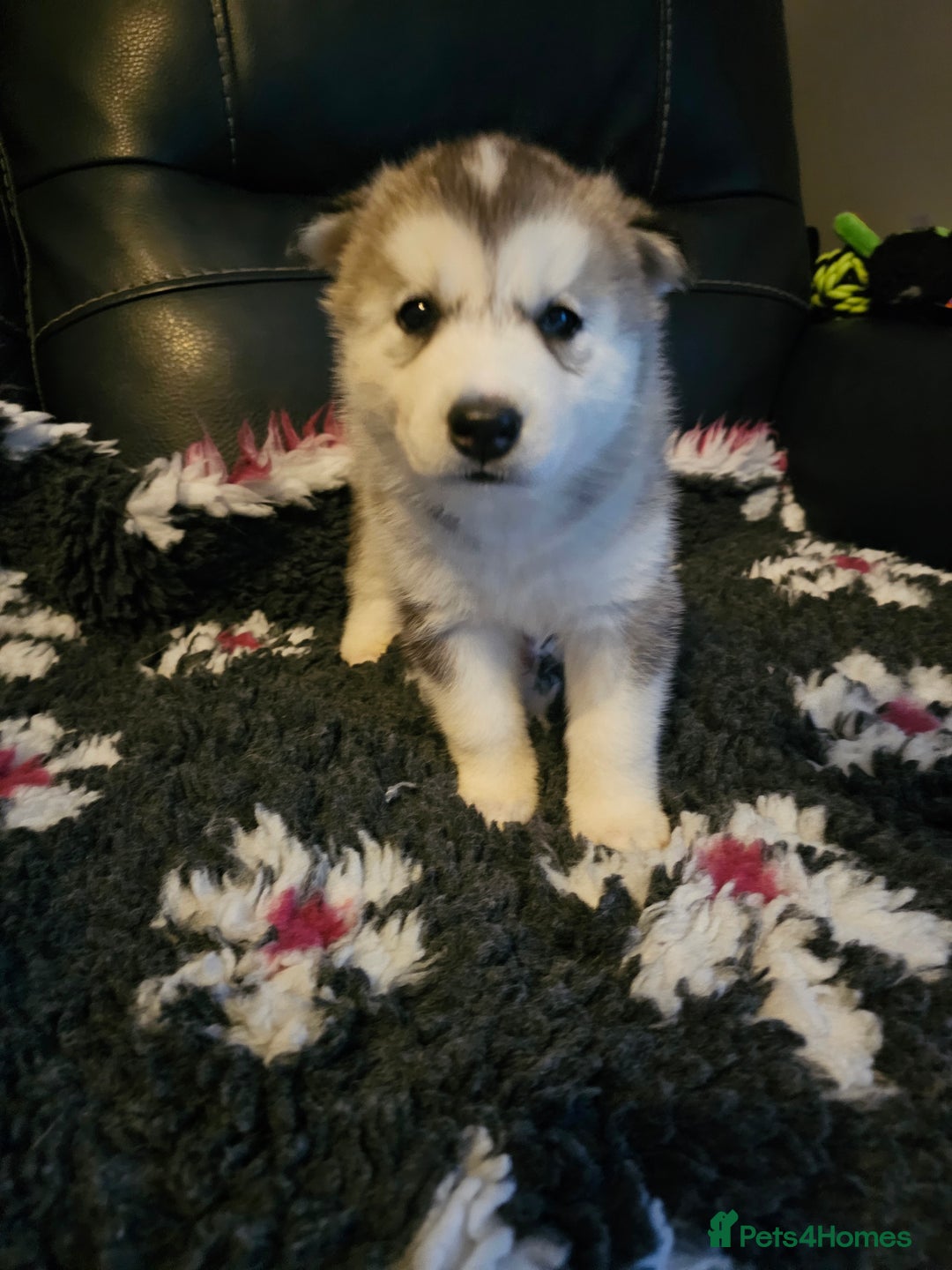 Siberian Husky dogs for sale: 5 beautiful siberian husky fur babies - Advert 5