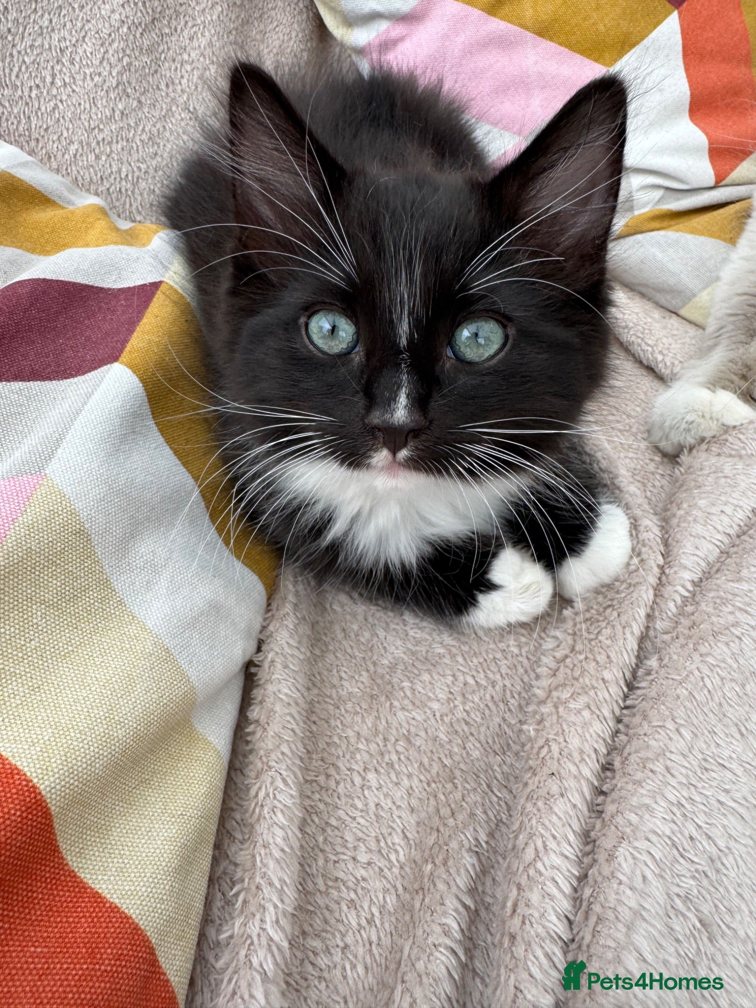 Mixed Breed cats Ragdoll cross kittens friends - Advert 1