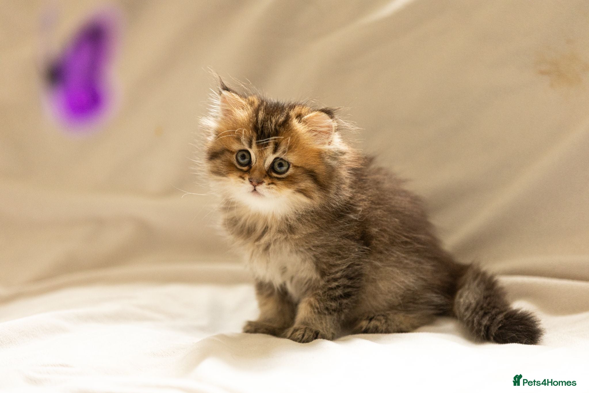 Scottish Fold cats Scottish Fold PURE BREED TOP QUALITY - Advert 1