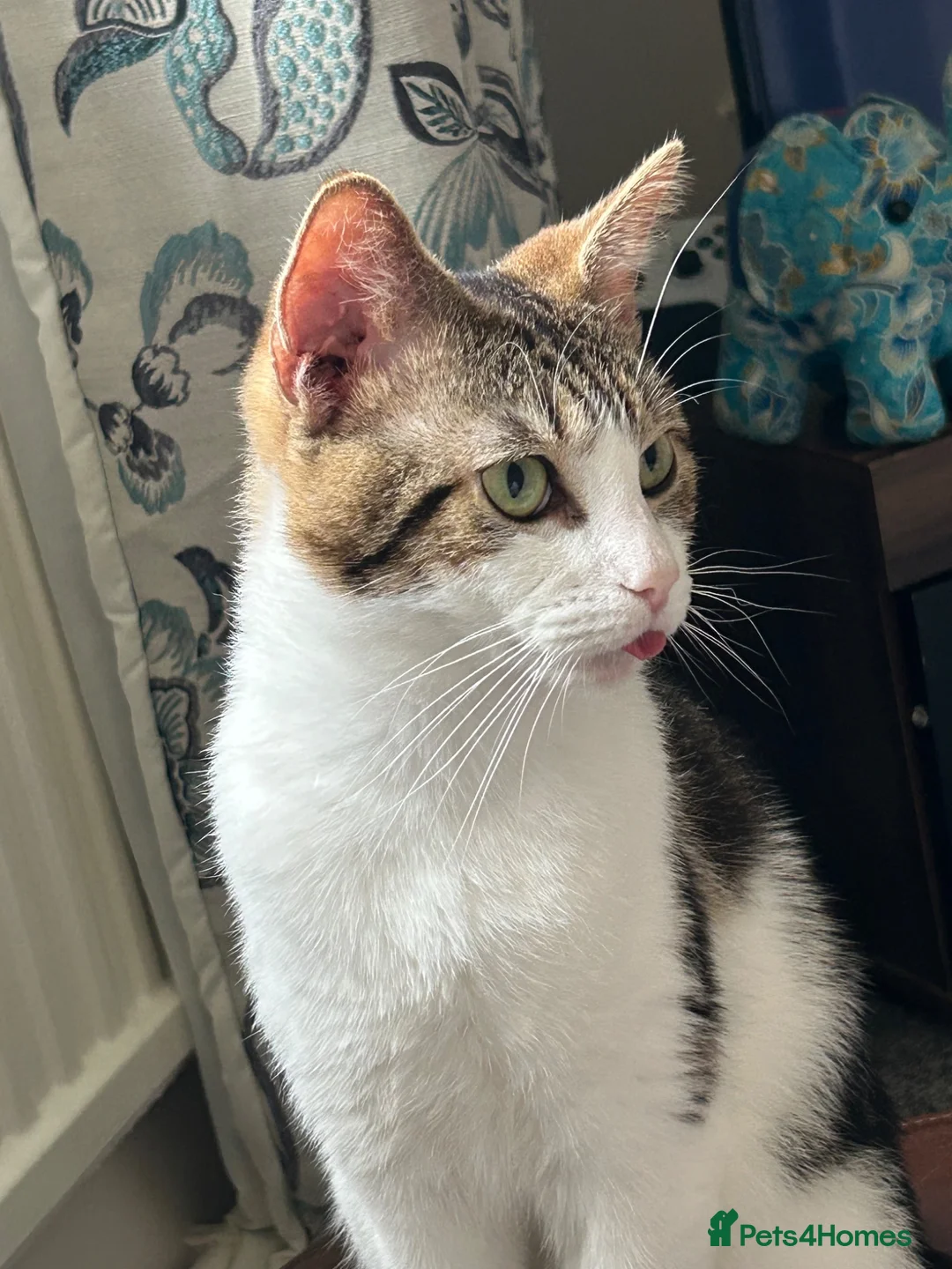 Mixed Breed cats for sale: Marty in Northallerton - Advert 2