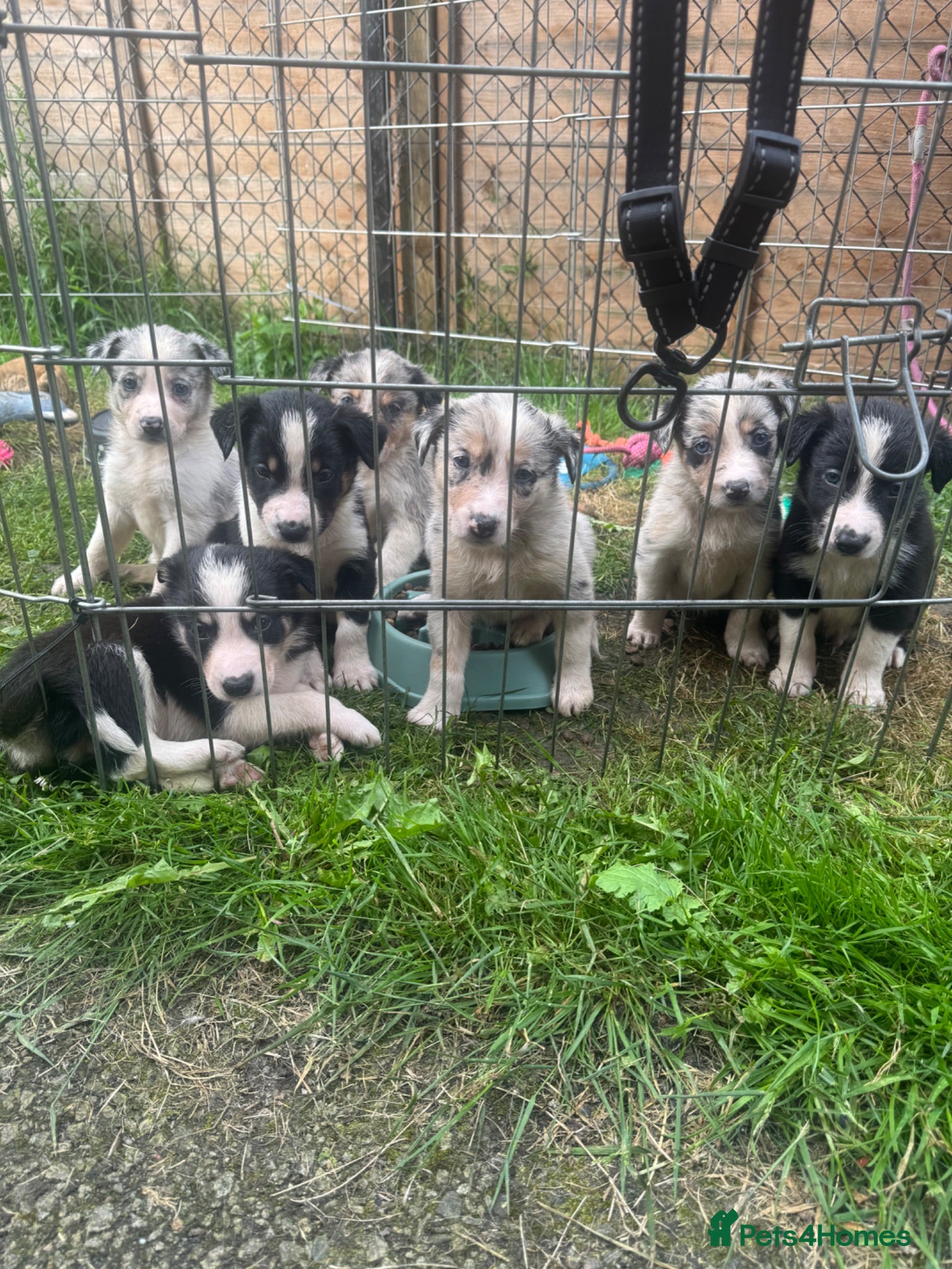 Border Collie dogs 7 beautiful border collie puppies for sale  - Advert 5