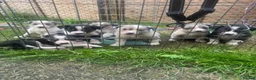 Border Collie dogs for sale: 7 beautiful border collie puppies for sale  - Advert 1