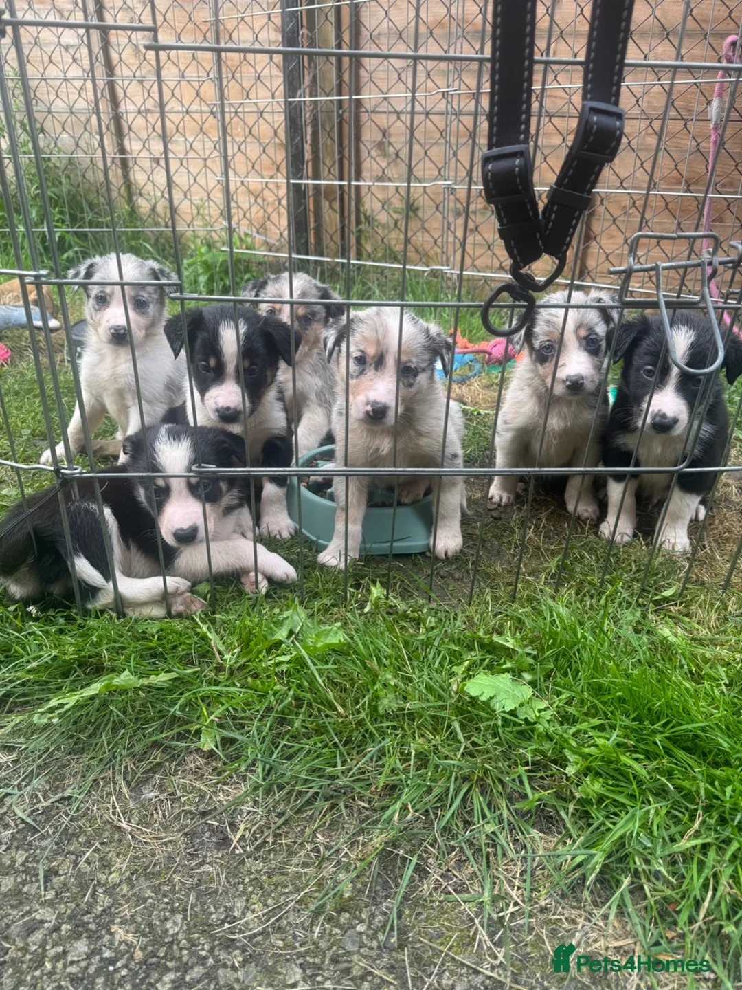 Border Collie dogs for sale: 7 beautiful border collie puppies for sale  - Advert 1