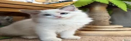 Ragdoll cats for sale: Ready now TICA Ragdoll Blue Bicolour girl - Advert 10
