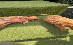 Cavapoochon dogs for sale: Cavapoochon puppies  - Image 4