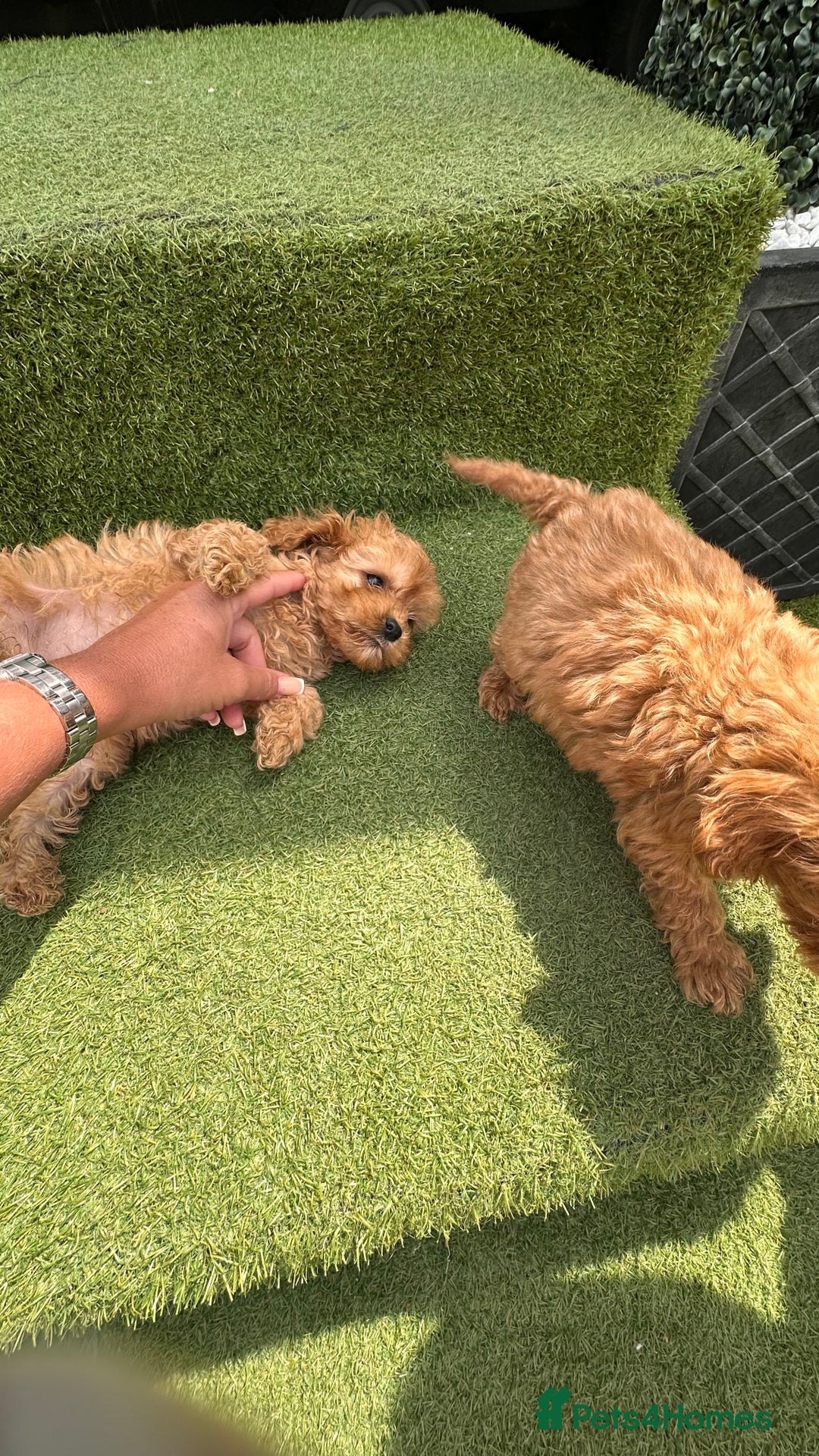 Cavapoochon dogs for sale: Cavapoochon puppies  - Image 4
