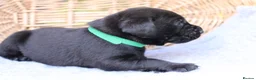 Labrador Retriever dogs for sale: Working and Family  - Advert 5