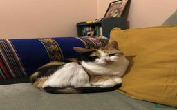 Mixed Breed cats for adoption: Beautiful girl looking for special forever home - Image 2